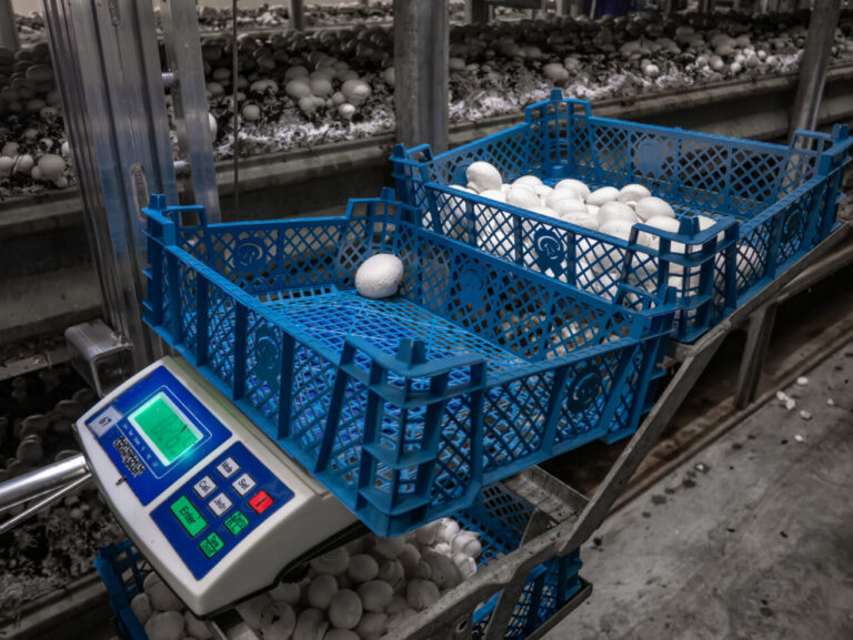 balance pour peser les champignon